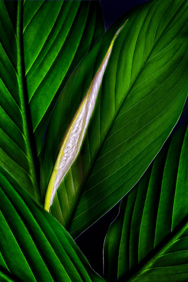 Anthurium Leaves and Bud Green Photograph by Bob Coates