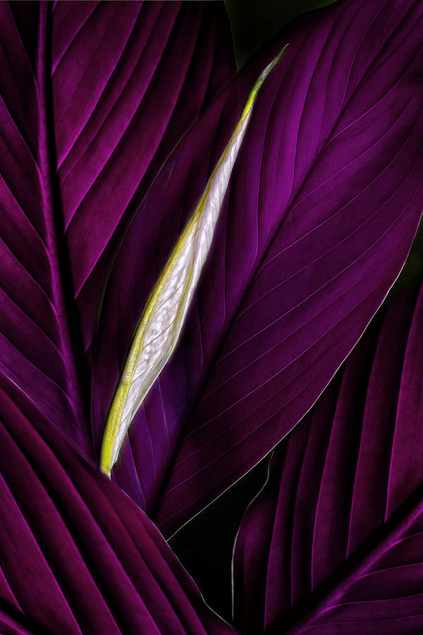 Anthurium Leaves and Bud Magenta Photograph by Bob Coates
