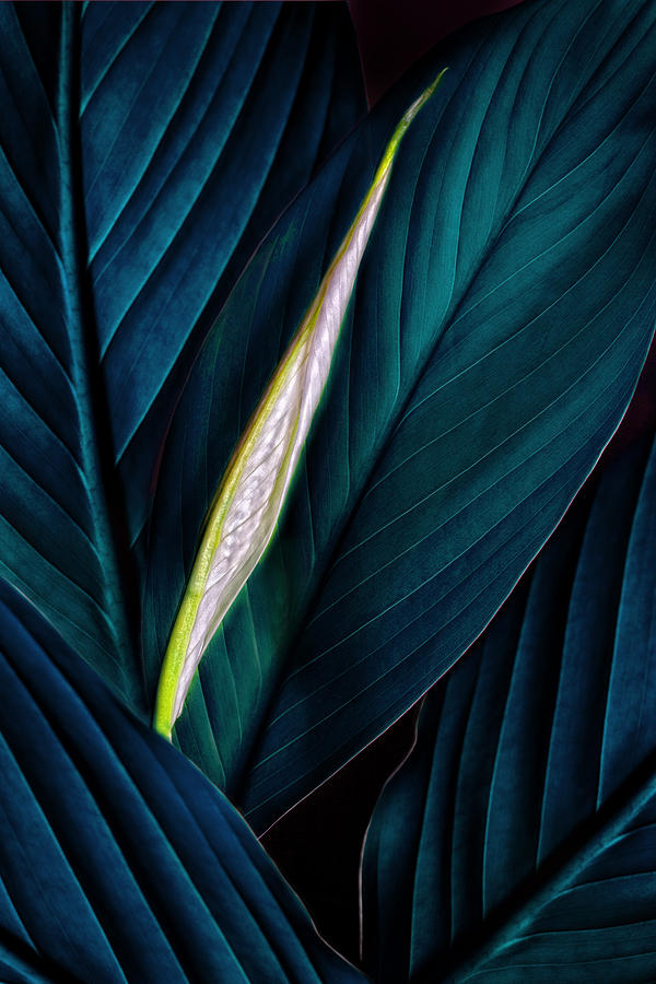 Anthurium Leaves and Bud Turquoise Photograph by Bob Coates