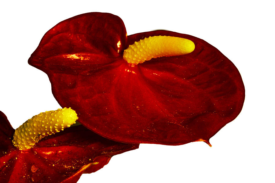 Anthurium on White Photograph by Bill Barber