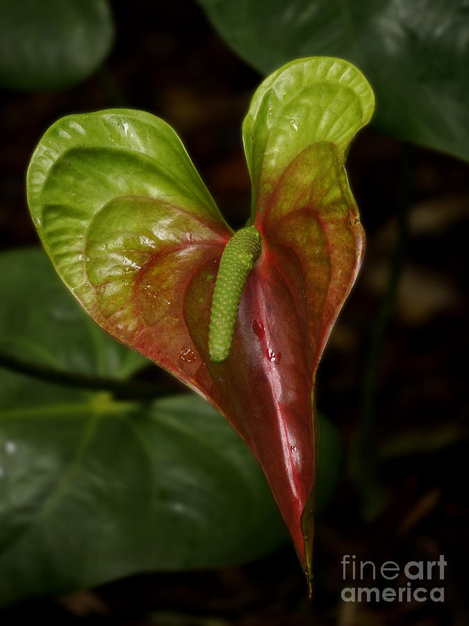 Anthurium Red Green Photograph by Inge Riis McDonald