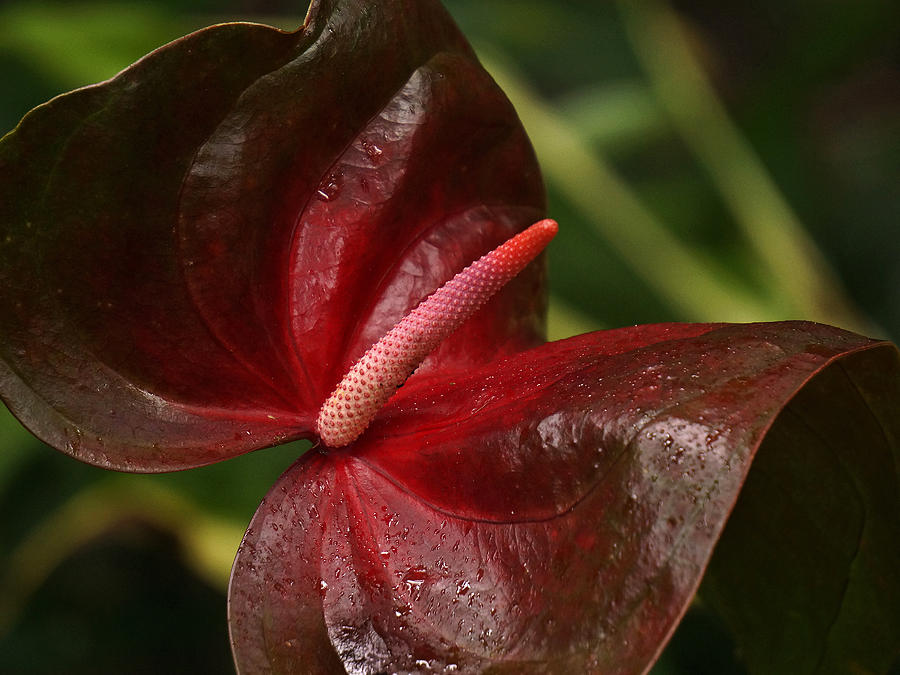 Anthurium Red Photograph by Inge Riis McDonald