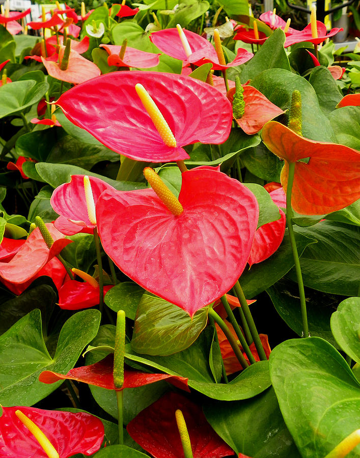 Anthuriums Photograph by Judy Wanamaker