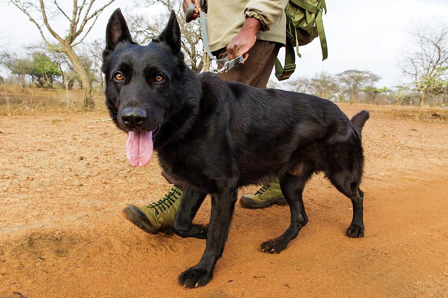 Anti-poaching Dog Patrol Photograph by Peter Chadwick - Pixels