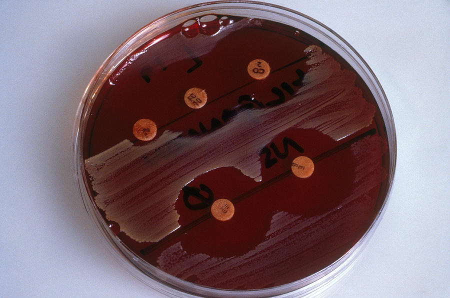 Bacteria Photograph - Antibiotics by John Watney