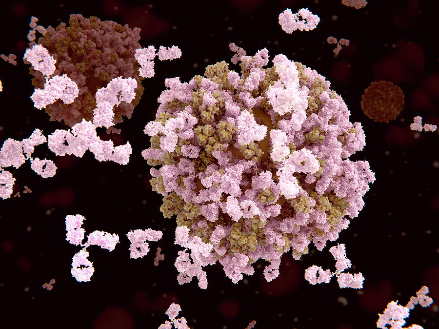 Antibodies And Flu Viruses, Illustration Photograph by Juan Gaertner