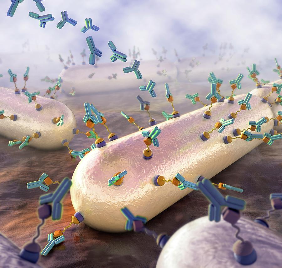 Antibodies Attacking Bacteria Photograph by Nicolle R. Fuller/science ...