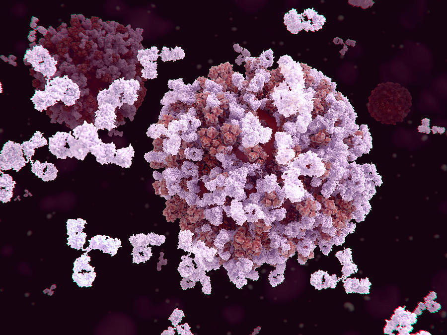 Antibodies Binding To An Influenza Virus Photograph by Juan Gaertner