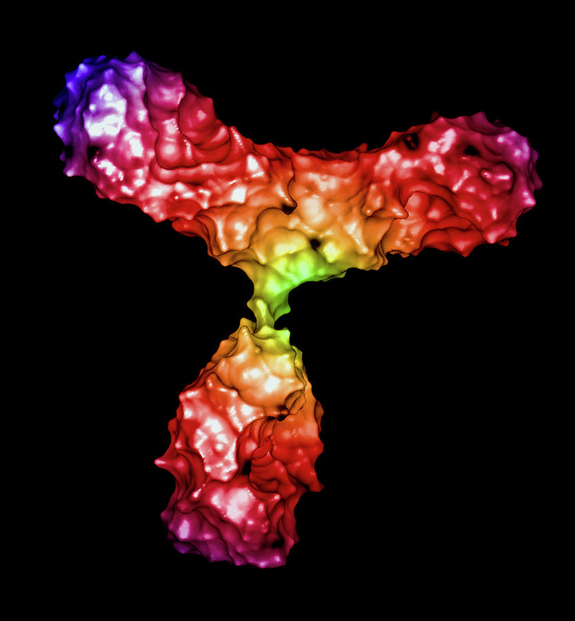Antibody Photograph by Alfred Pasieka/science Photo Library
