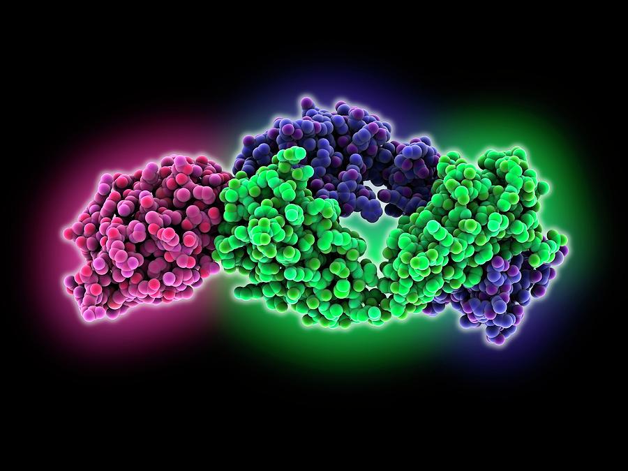 Antibody Photograph - Antibody Complexed With Lysozyme by Laguna Design/science Photo Library Antibody Photograph - Antibody Complexed With Lysozyme by Laguna Design/science Photo Library