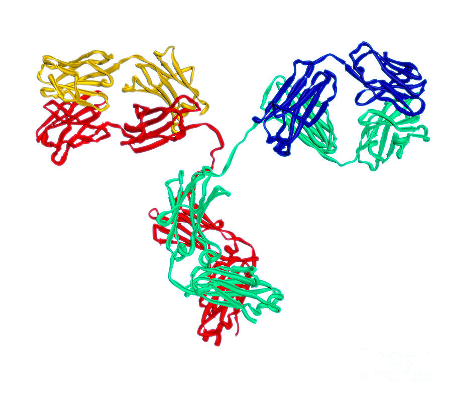 Antibody, Molecular Model Photograph by Evan Oto