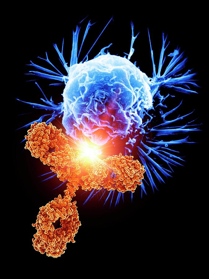 Antibody Molecule Attacking Cancer Cell Photograph by Alfred Pasieka