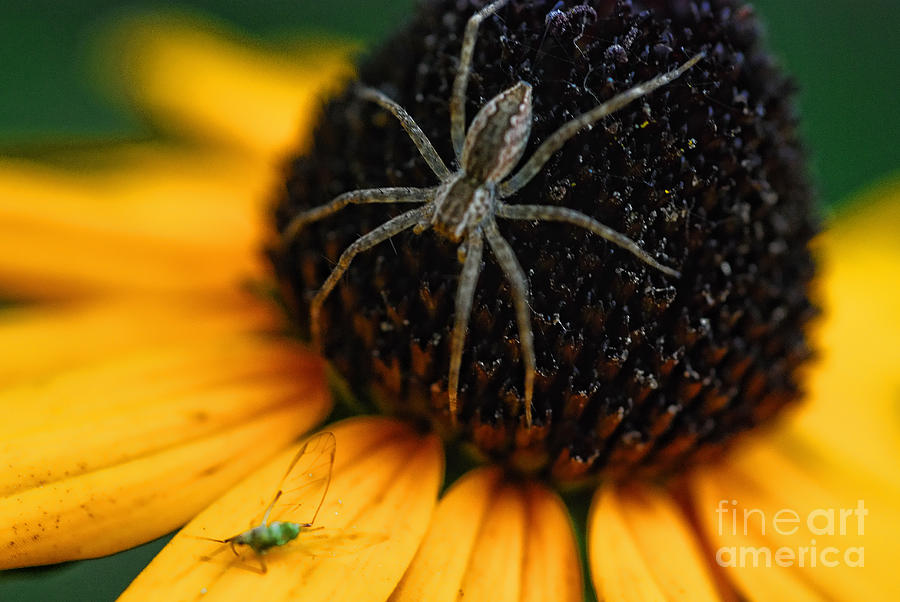 Spider Photograph - Anticipation by Carol A Commins