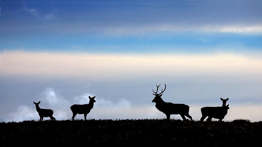 Deer Photograph - Anticipation by Macrae Images