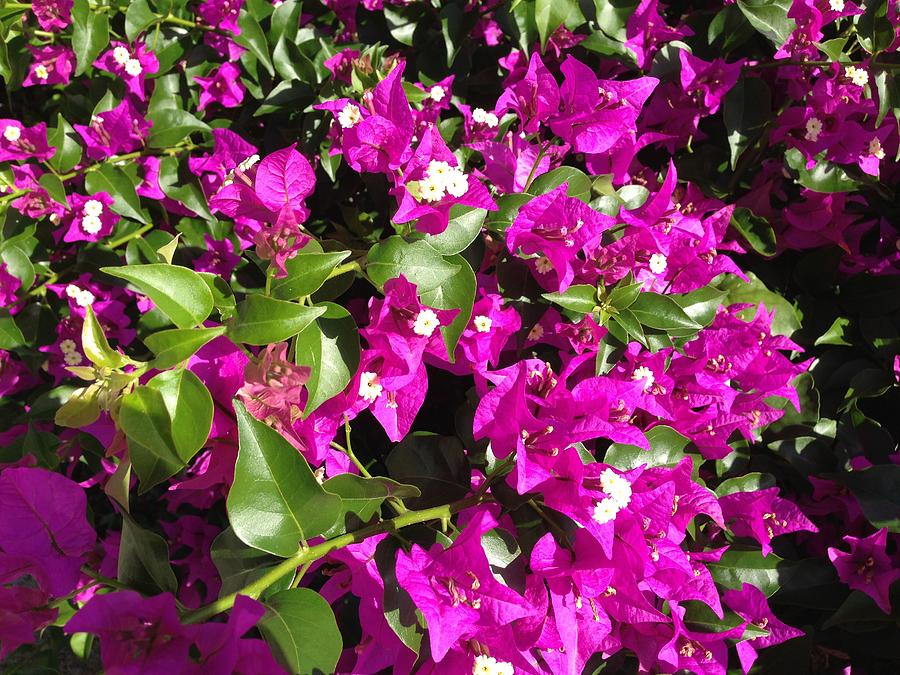 Antigua Bougainvillea Photograph by Ron Torborg