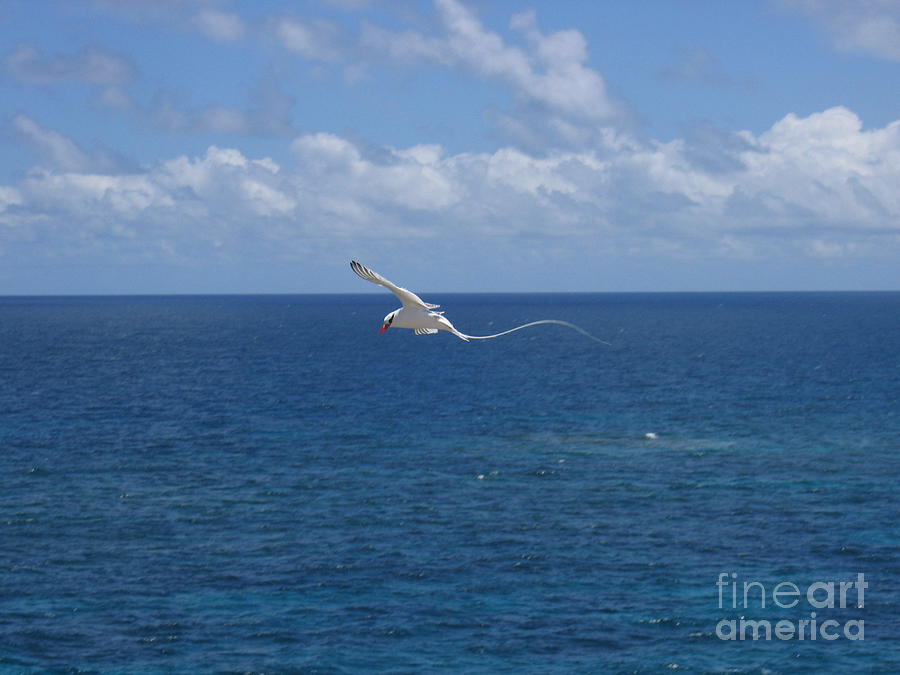 Antigua - In flight Photograph by HEVi FineArt