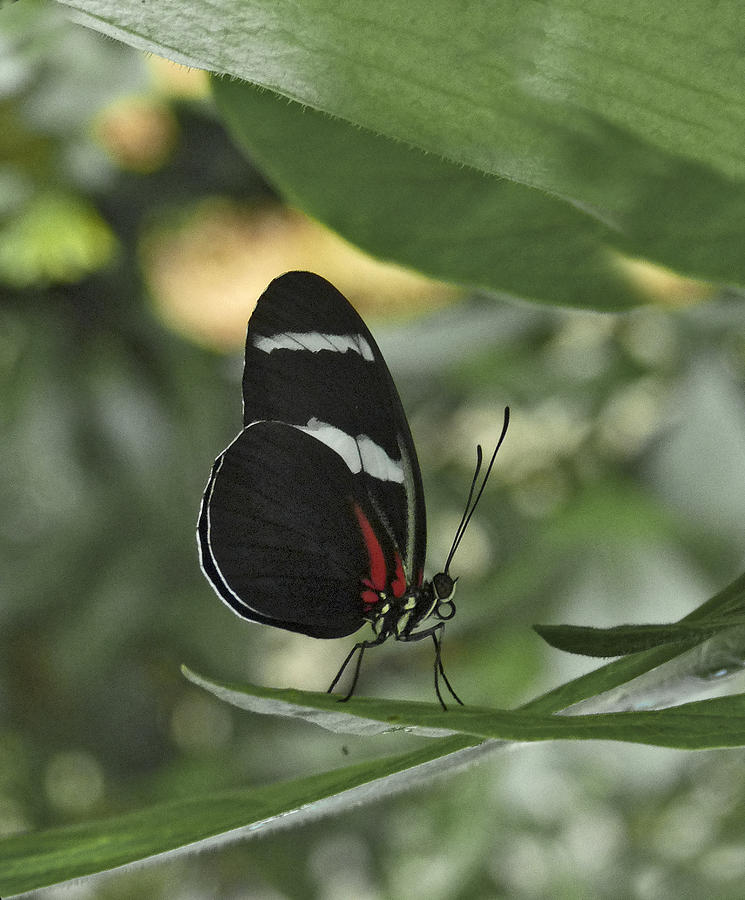 Antiochus Longwing Butterfly. Photograph by Chris  Kusik