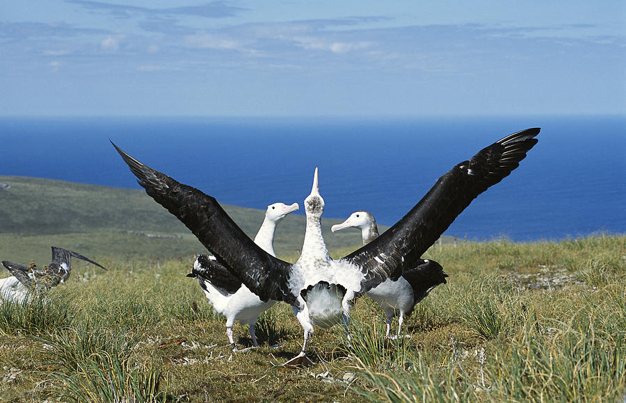 Antipodean Albatross Courtship Display Photograph by Tui De Roy