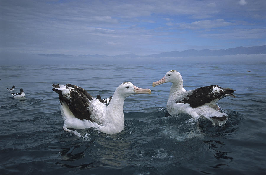 Antipodean Albatrosses Kaikoura New Photograph by Tui De Roy