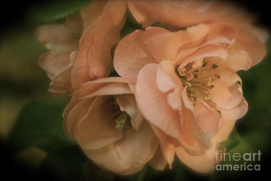 Peach Photograph - Antiquated Quince by Terri Thompson