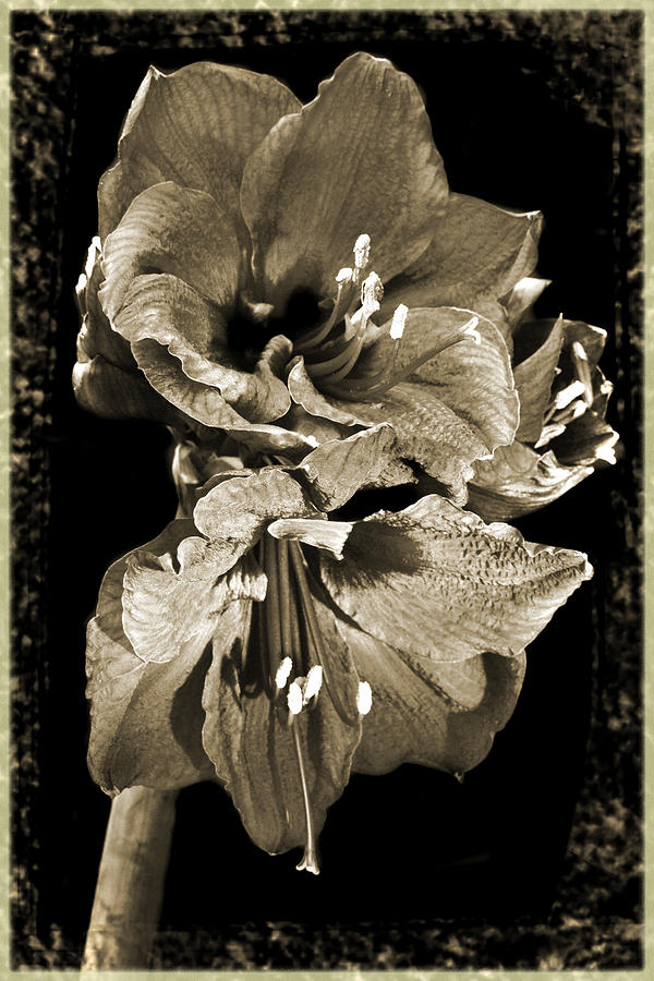 Antique Amaryllis. Photograph by Terence Davis