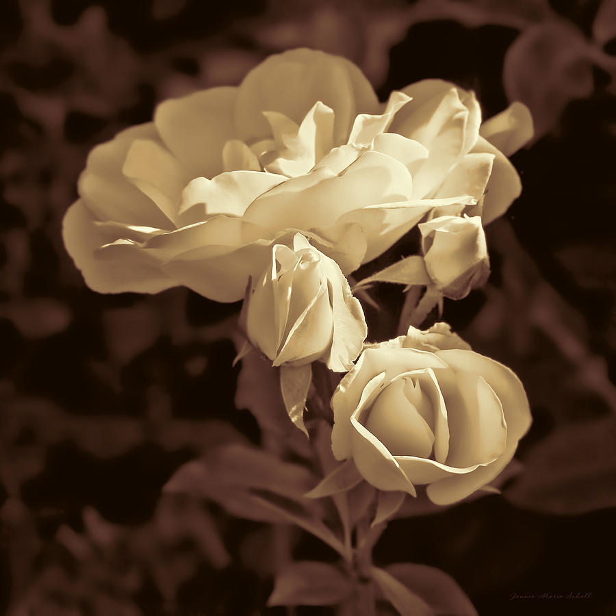 Nature Photograph - Antique Brown Rose Bouquet by Jennie Marie Schell