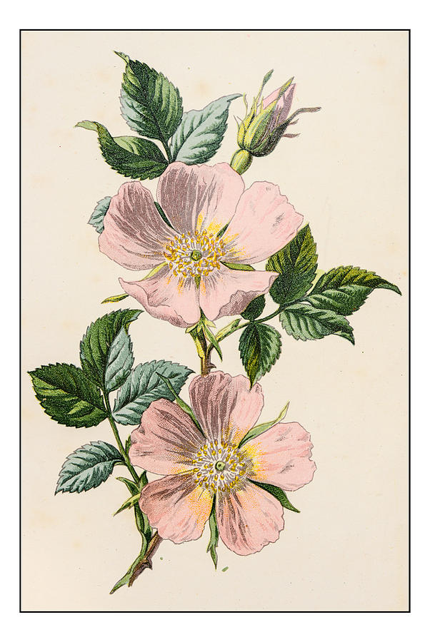 Antique color plant flower illustration: Rosa canina (dog rose) Drawing by Ilbusca