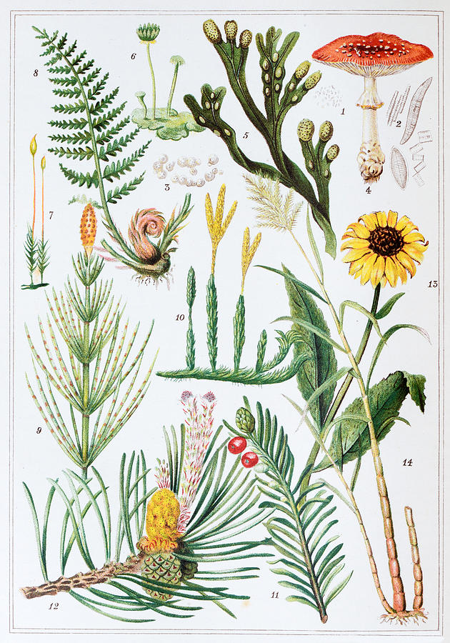 Antique colored illustrations: Plants Drawing by Ilbusca