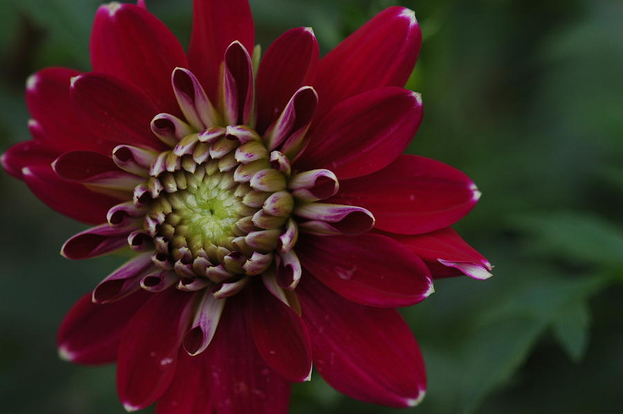 Antique Dahlia Photograph by David Roman - Fine Art America