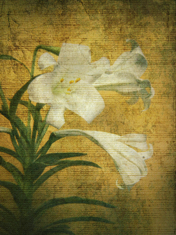 Antique Easter Lily Photograph by Maria Holmes