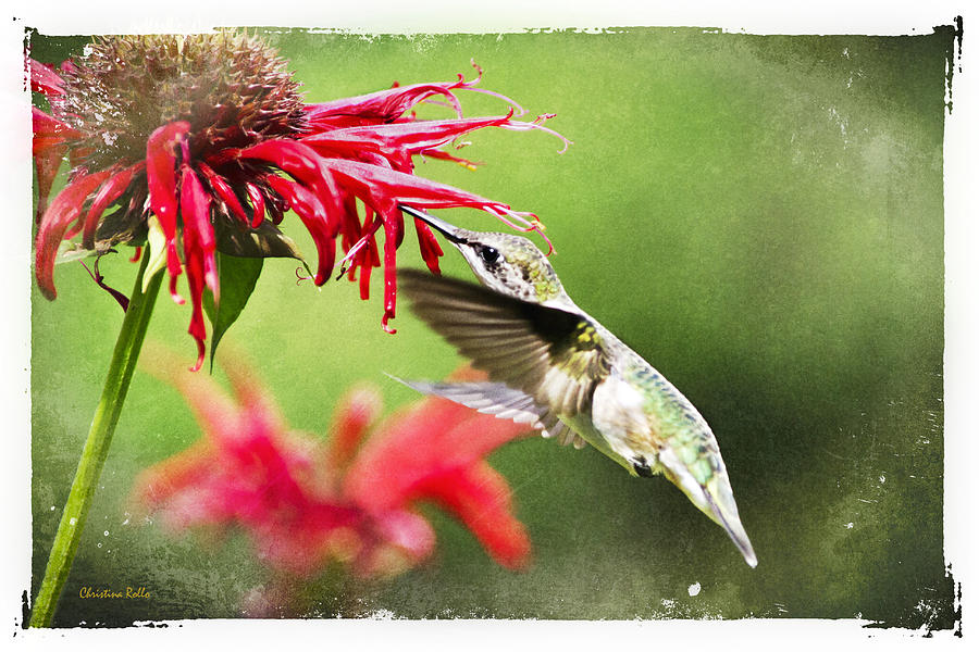 Antique Hummingbird Postcard No. 1124 Mixed Media by Christina Rollo