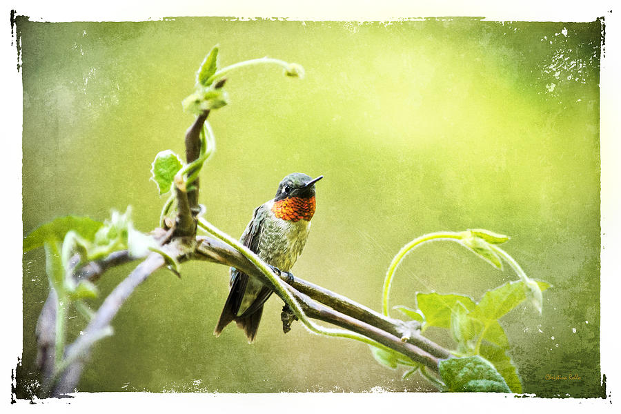 Antique Hummingbird Postcard No. 9038 Mixed Media by Christina Rollo