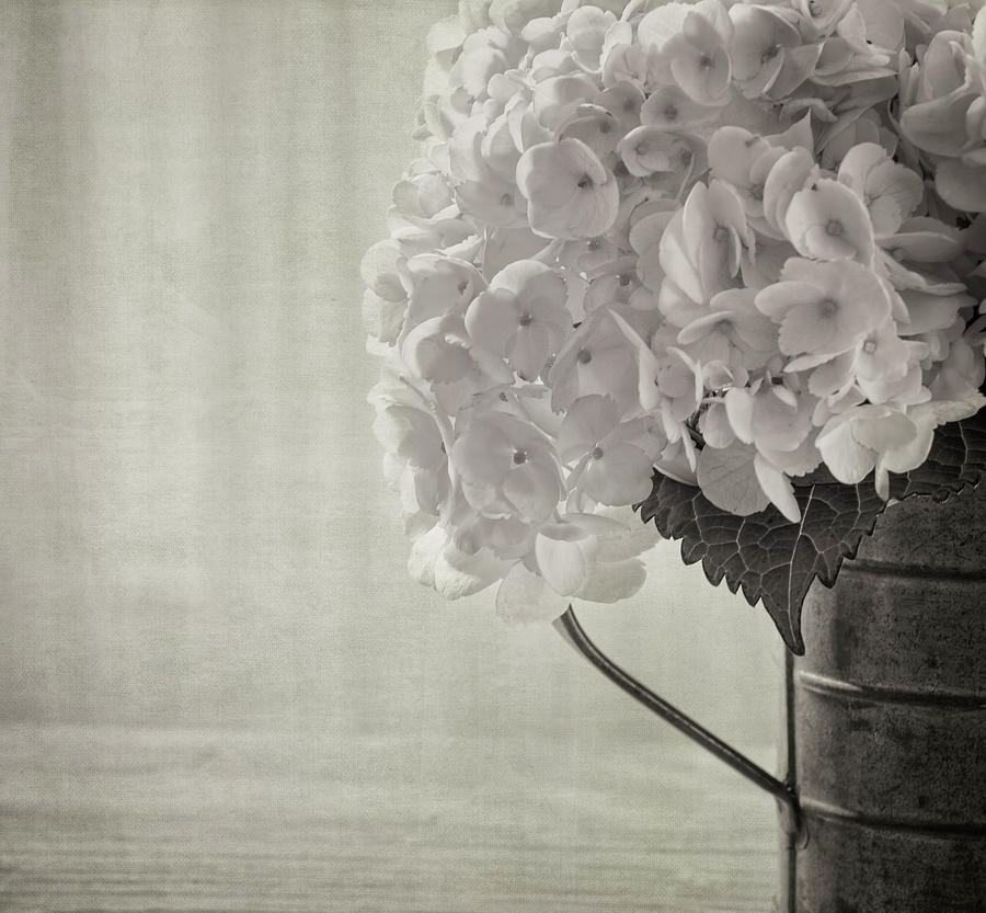 Nature Photograph - Antique Hydrangea by Kim Hojnacki
