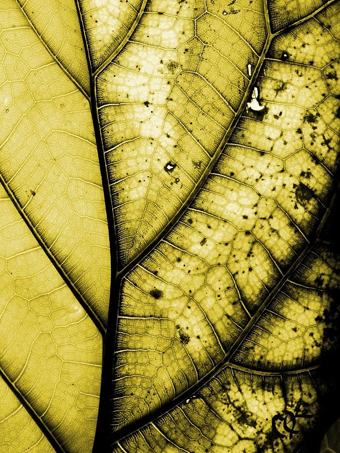 Nature Photograph - Antique Leaf by Maureen Kyle