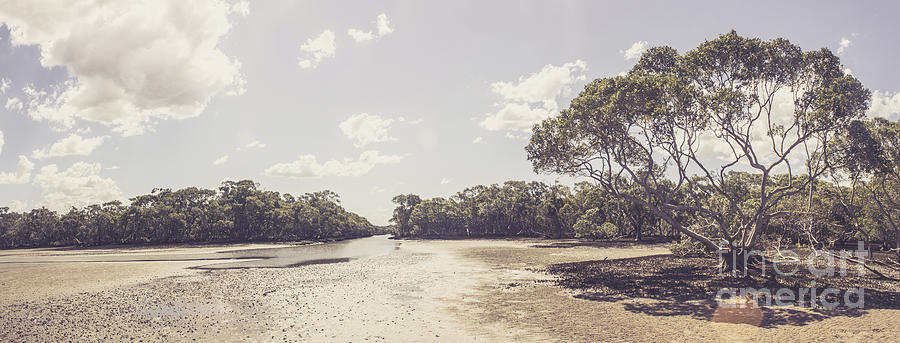 Antique mangrove landscape Photograph by Jorgo Photography