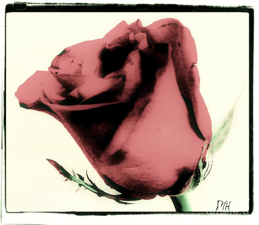 Antique Mauve Rose Picture Photograph by Marsha Heiken
