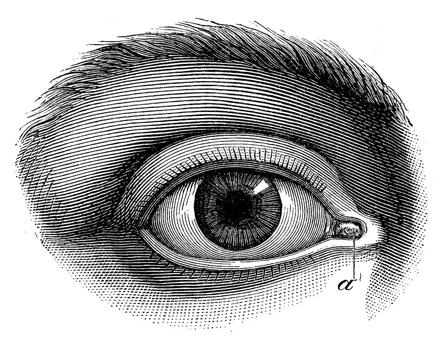 Antique medical scientific illustration high-resolution: human eye Drawing by Ilbusca