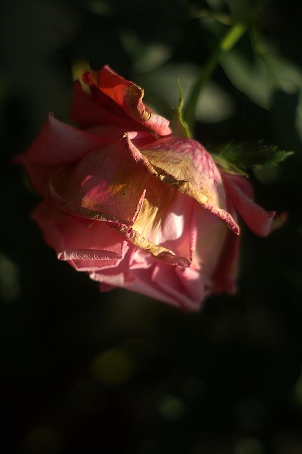 Antique Pink Rose Photograph by Suzanne Powers