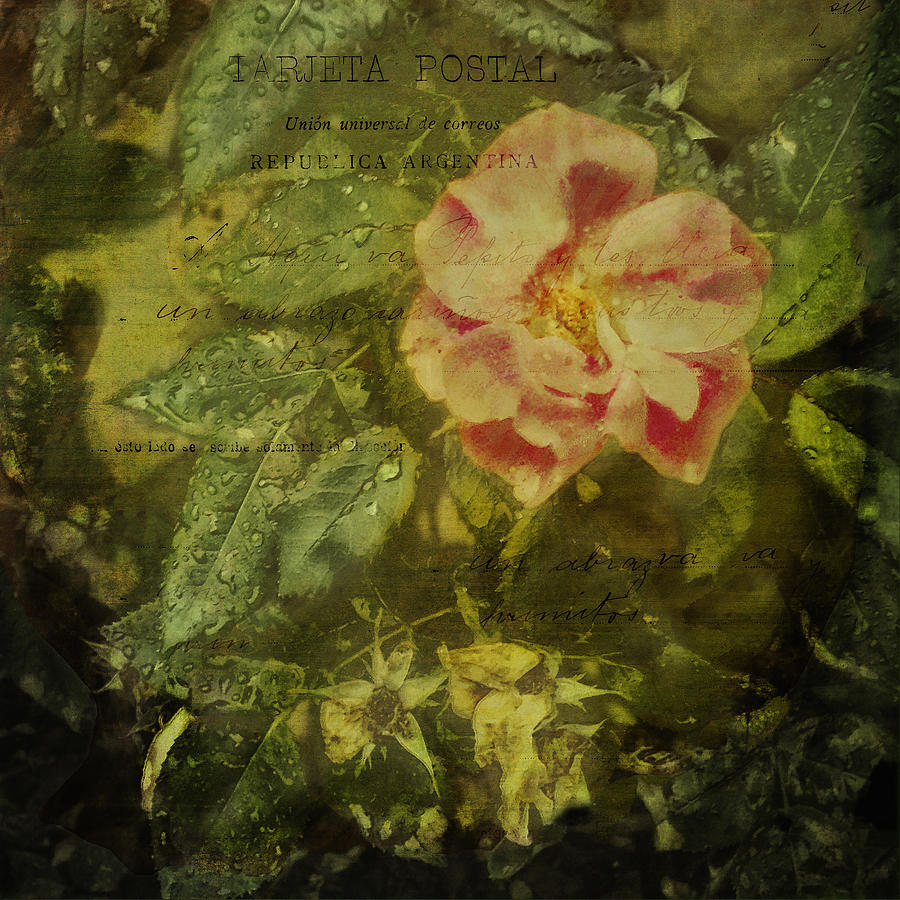 Vintage Rose and Raindrops Photograph by Marianne Campolongo