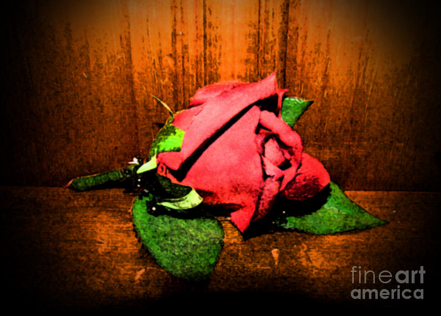 Rose Photograph - Antique Rose by Minding My  Visions by Adri and Ray
