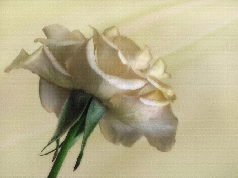 Nature Photograph - Antique Rose by David and Carol Kelly