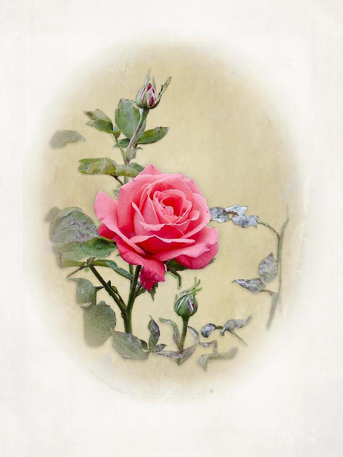Flower Digital Art - Antique Rose II by AGeekonaBike Photography
