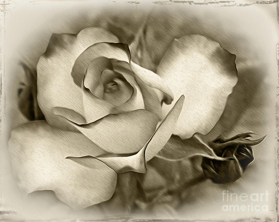Vintage Photograph - Antique Rose by Kaye Menner