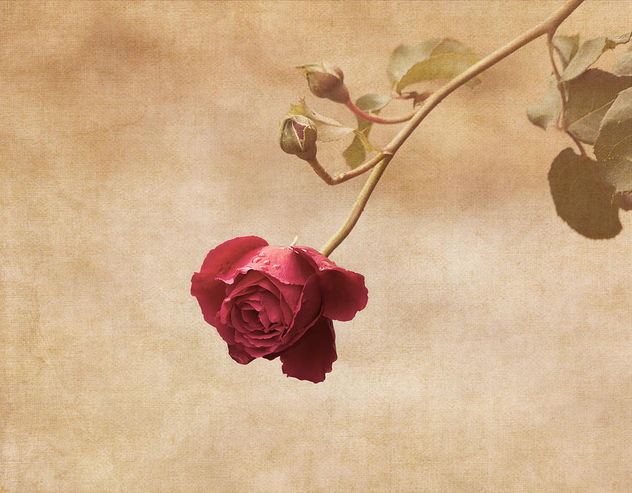 Antique Rose Photograph by Kim Hojnacki