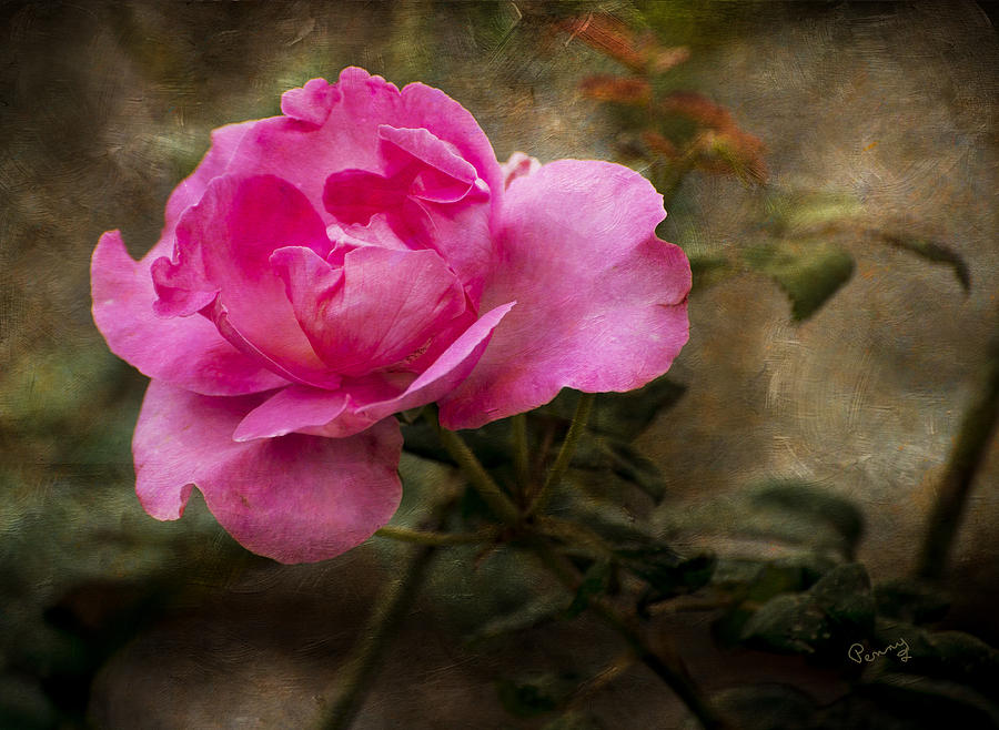 Antique Rose Photograph by Penny Lisowski