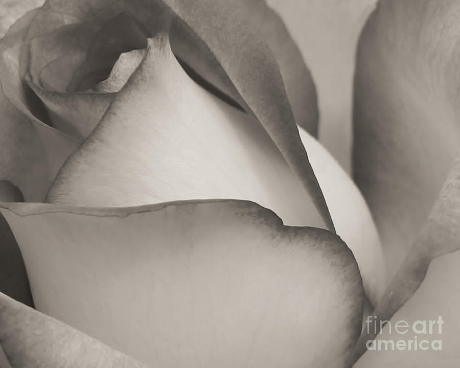 Abstract Photograph - Antique Rose by Sabrina L Ryan
