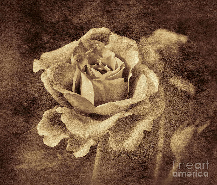 Antique Rose Photograph by Shirley Mangini