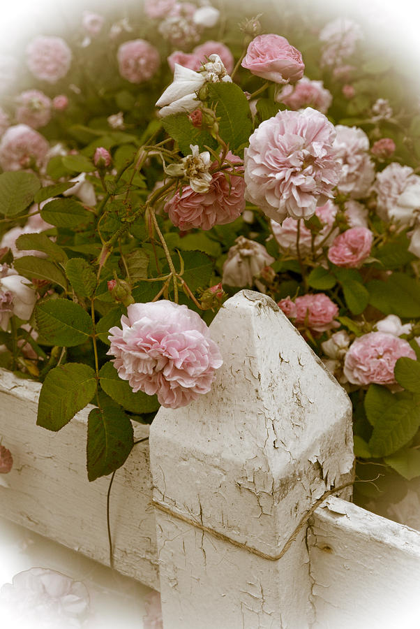 Antique Roses Photograph by James Oppenheim