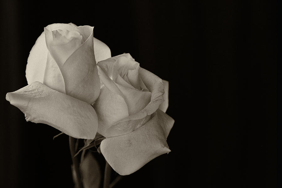 Antique Roses Photograph by Mary Buck