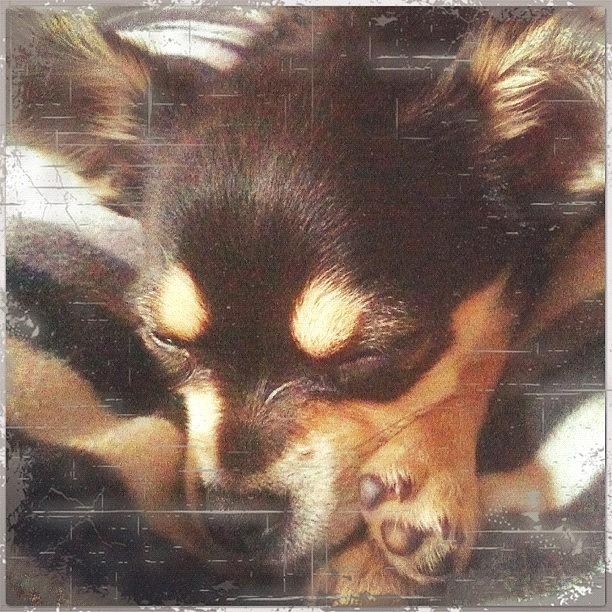 Chihuahua Photograph - Antique Sleeping Beauty chihuahua by Enna Van duinen